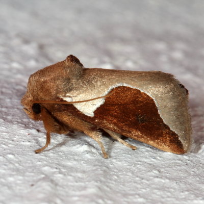 Hodges#4671 * Skiff Moth * Prolimacodes badia