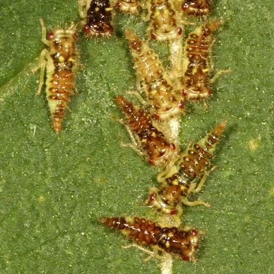 nymphs