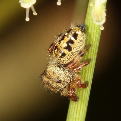 Phidippus princeps