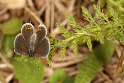 Eastern Tailed-Blue  ♀
