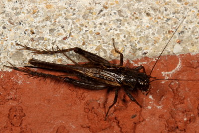 Subfamily Nemobiinae - Ground Crickets