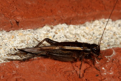 Subfamily Nemobiinae - Ground Crickets  