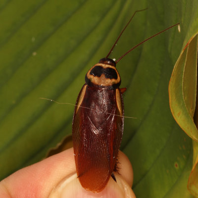 Periplaneta australasiae * Australian Cockroach