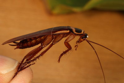 Periplaneta australasiae * Australian Cockroach