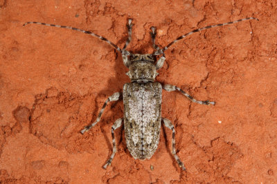 Aegomorphus modestus