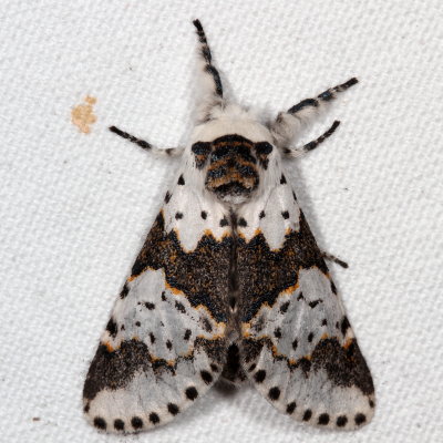 Notodontidae Moths : 7895 - 8032