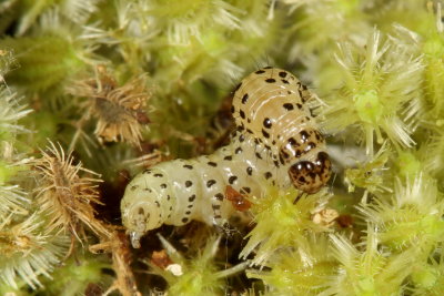 Carrot Seed Moth