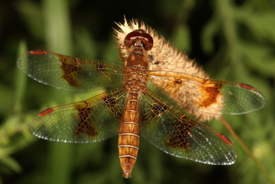 Eastern Amberwing ♀
