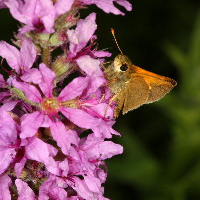 Tawny-edged Skipper