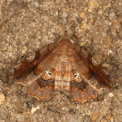 Hodges#8490 * Decorated Owlet * Pangrapta decoralis
