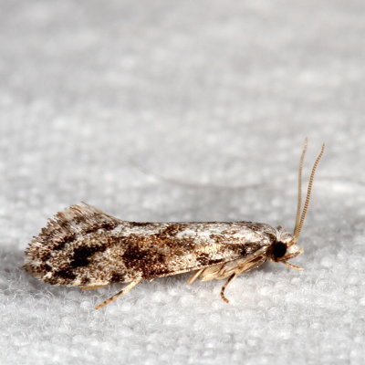 Hodges#0275.97 * Unidentified Nemapogon sp.
