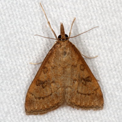 Hodges#5079 * Celery Leaftier * Udea rubigalis