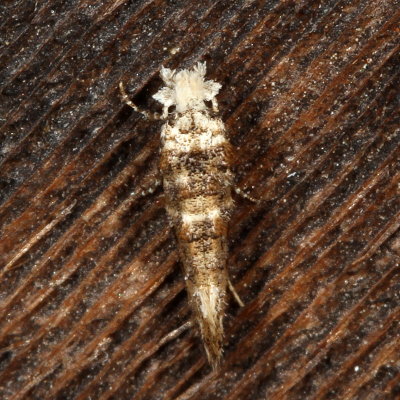 Hodges#0317 * Speckled Xylesthia Moth * Xylesthia pruniramiella