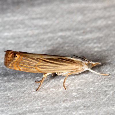 Hodges#5450 * Graceful Grass-veneer Moth * Parapediasia decorellus