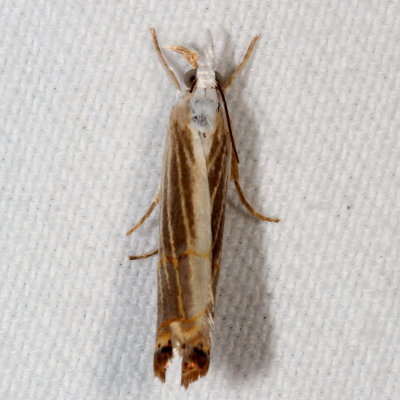 Hodges#5450 * Graceful Grass-veneer Moth * Parapediasia decorellus
