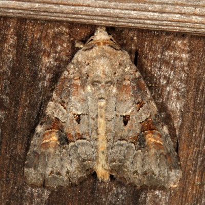 Hodges#10304 * Striped Garden Caterpillar Moth * Trichordestra legitima