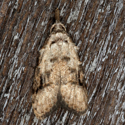 Hodges#2315 * Currant Fruitworm Moth * Carposina fernaldana