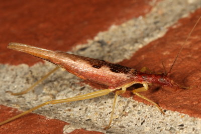 Two-spotted Tree Cricket ♀