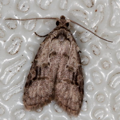 Hodges#2315 * Currant Fruitworm Moth * Carposina fernaldana