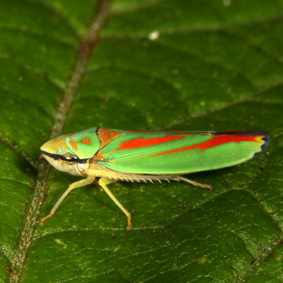 Leafhopper * Graphocephala