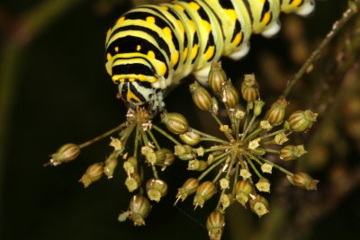 Black Swallowtail - Fourth Instar