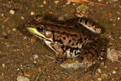 Green Frog ♀