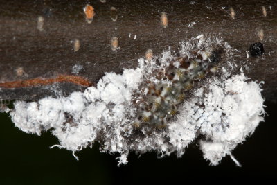 Harvester Caterpillar eating woolly aphids
