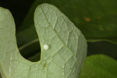 Spicebush Swallowtail egg