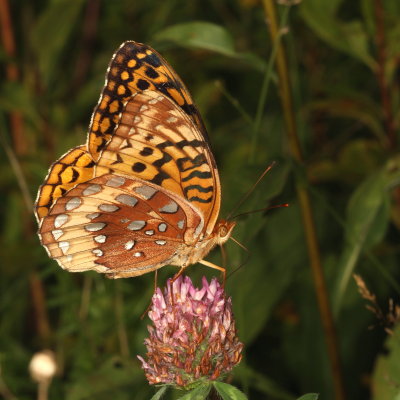Great Spangled Fritillary