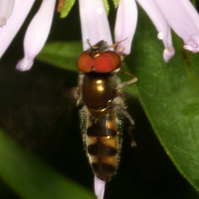 Genus Platycheirus