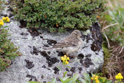 American Pipit