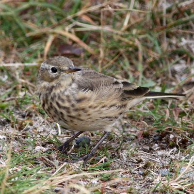 American Pipit