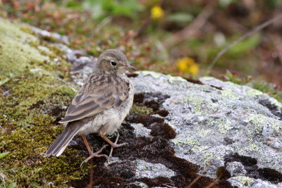 American Pipit