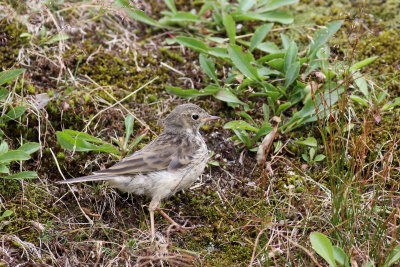 American Pipit
