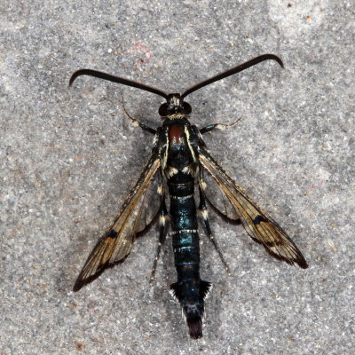 Hodges#2583 * Peachtree Borer ♂  * Synanthedon exitiosa