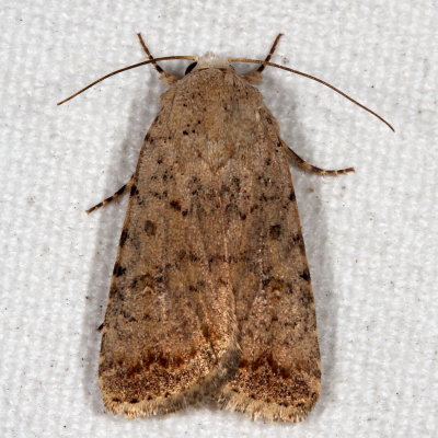 Hodges#9660.1 * Pale Mottled Willow * Caradrina clavipalpis 