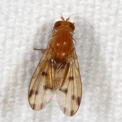 Lauxaniidae