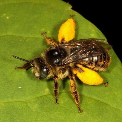 Melissodes  illata ♀ (T) 