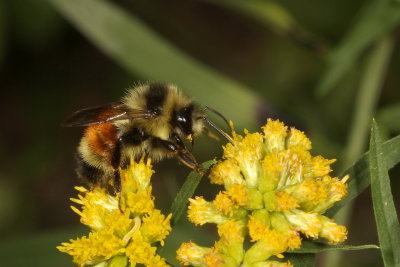 Bombus ternarius * Tricolored Bumble Bee