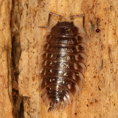 Oniscus asellus