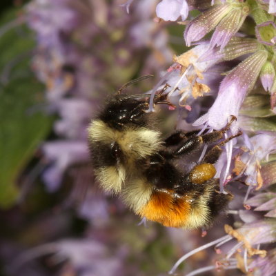 Bombus ternarius * Tricolored Bumble Bee