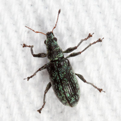 Polydrusus cervinus