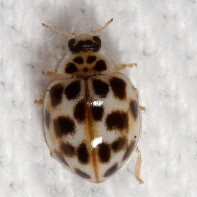 Psyllobora vigintimaculata