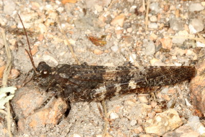 Trimerotropis verruculata verruculata ♂