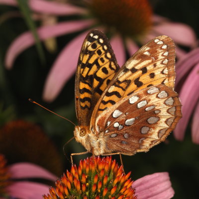 Great Spangled Fritillary