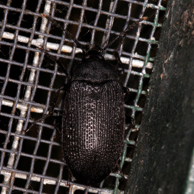 Penthe pimelia * Velvety Bark Beetle