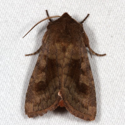 Hodges#10524 * Bronzed Cutworm Moth * Nephelodes minians