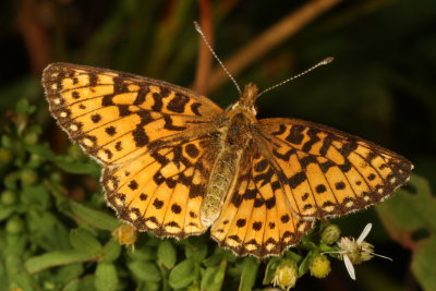 Silver-bordered Fritillary