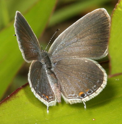 Eastern Tailed-Blue  ♀