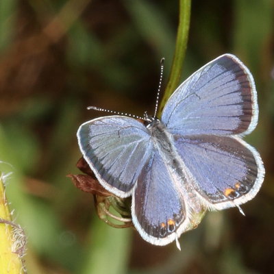 Eastern Tailed-Blue  ♂